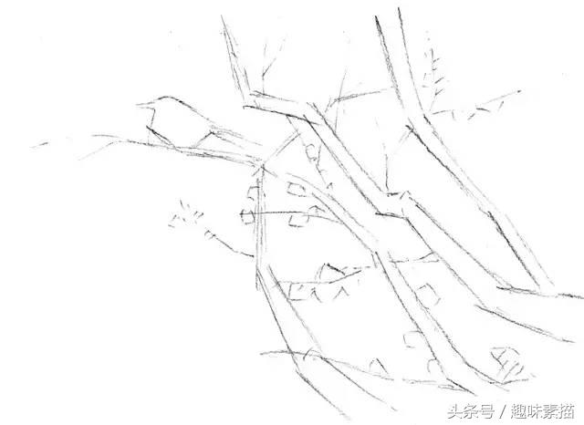 素描腊梅图片,腊梅树素描教学