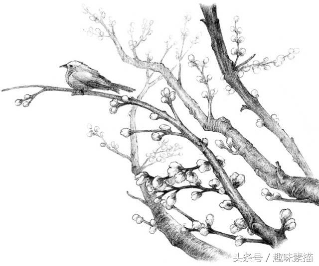 素描腊梅图片,腊梅树素描教学