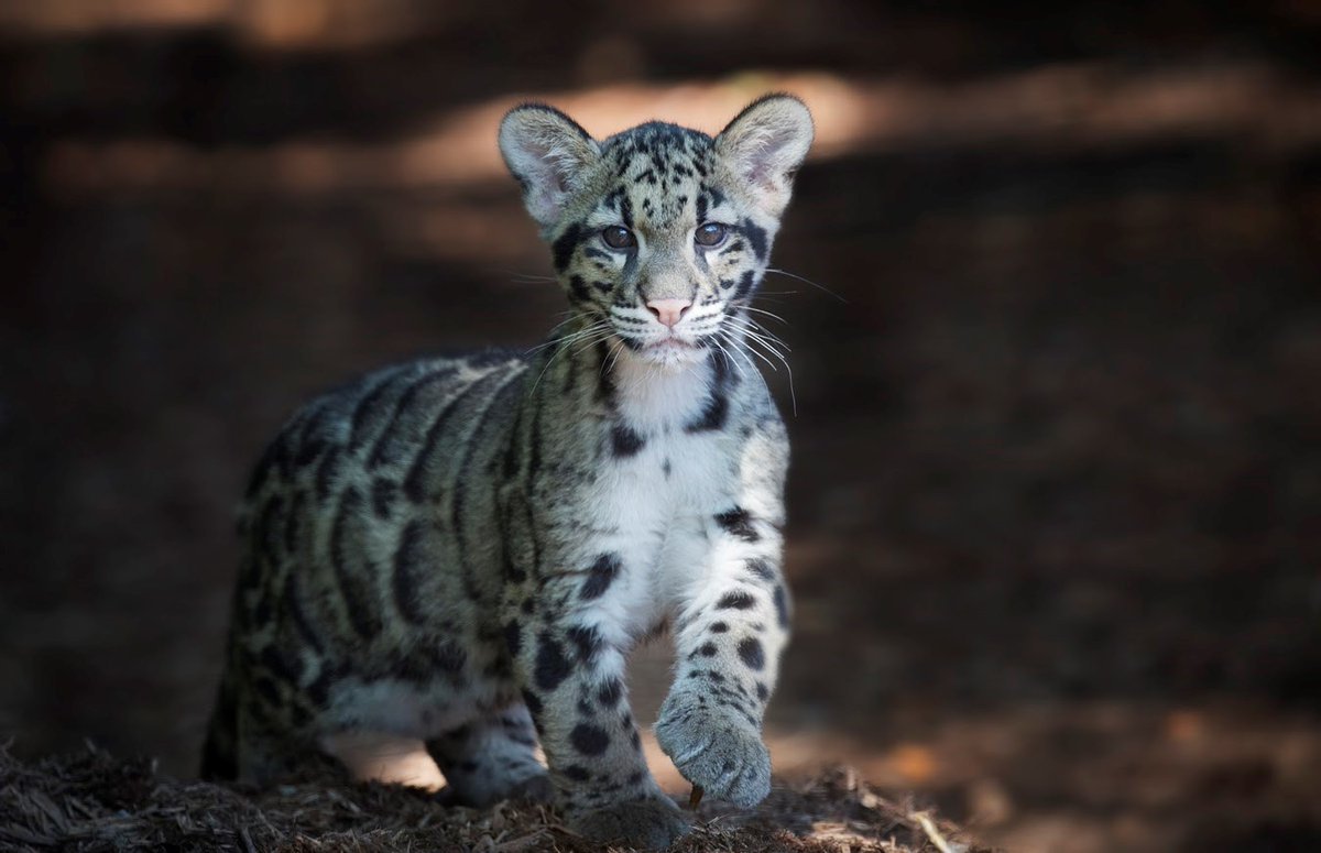 还记得年少时种下的那棵草吗？