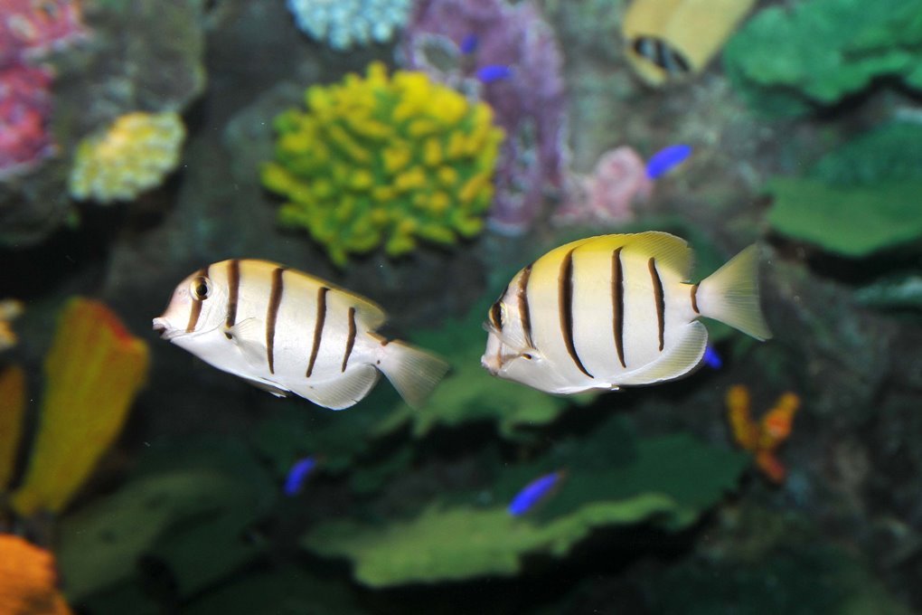 还记得年少时种下的那棵草吗？