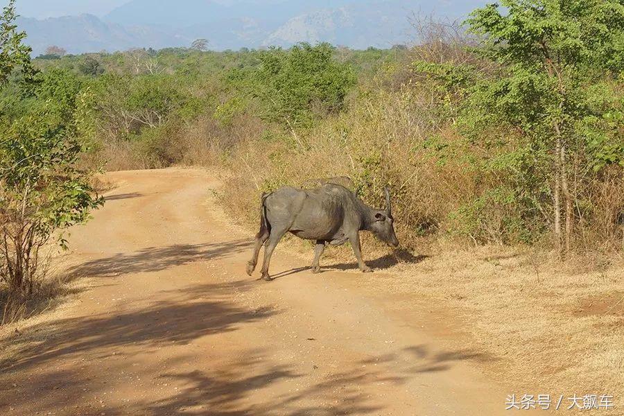 印象斯里兰卡全景,旅行记斯里兰卡