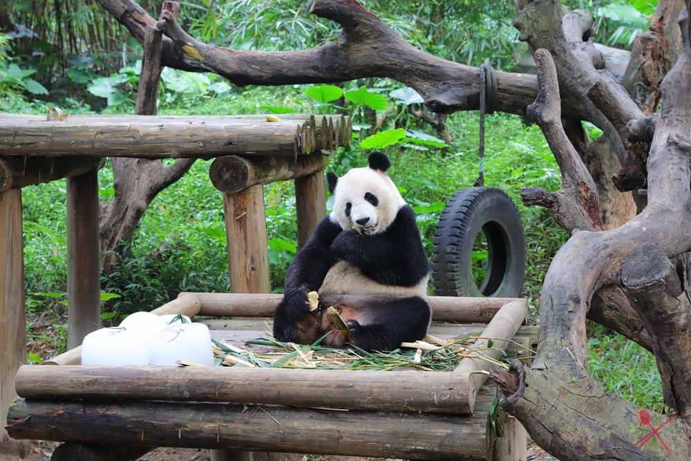 广州长隆四个乐园攻略,国庆长隆二日游