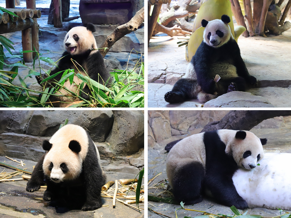 广州长隆四个乐园攻略,国庆长隆二日游