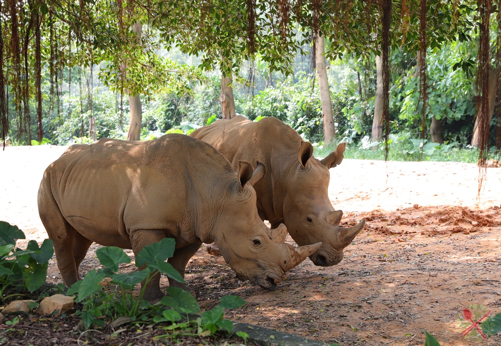 广州长隆四个乐园攻略,国庆长隆二日游