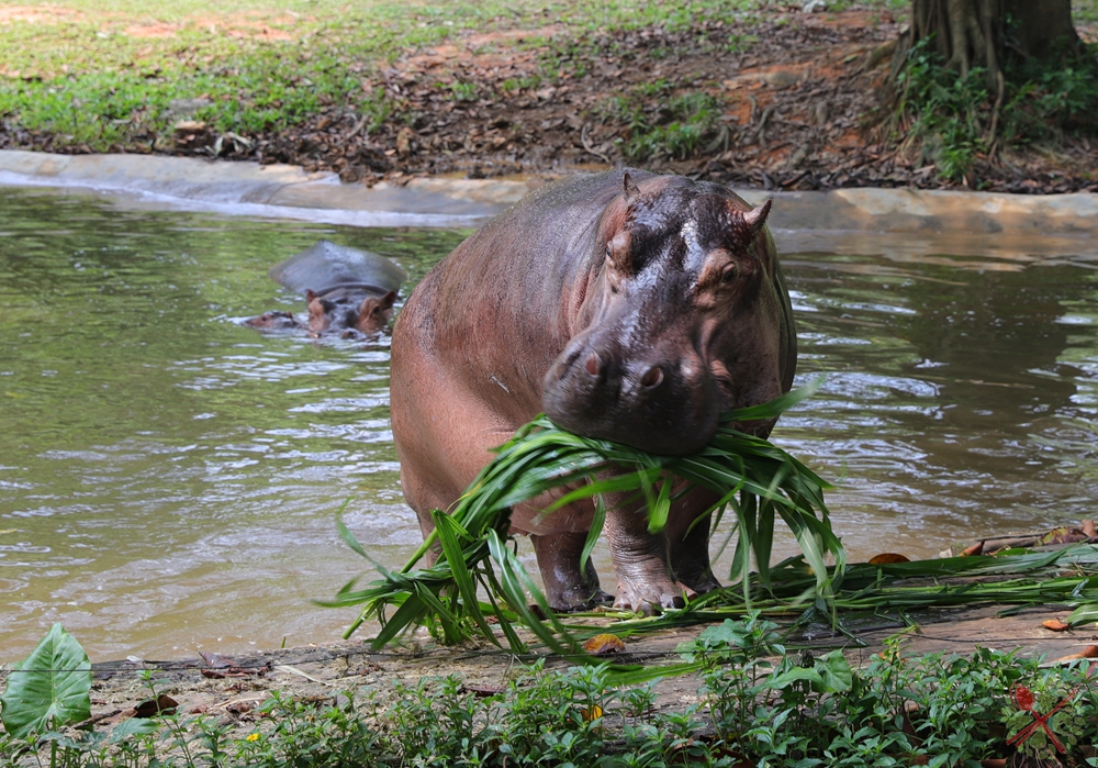 广州长隆四个乐园攻略,国庆长隆二日游