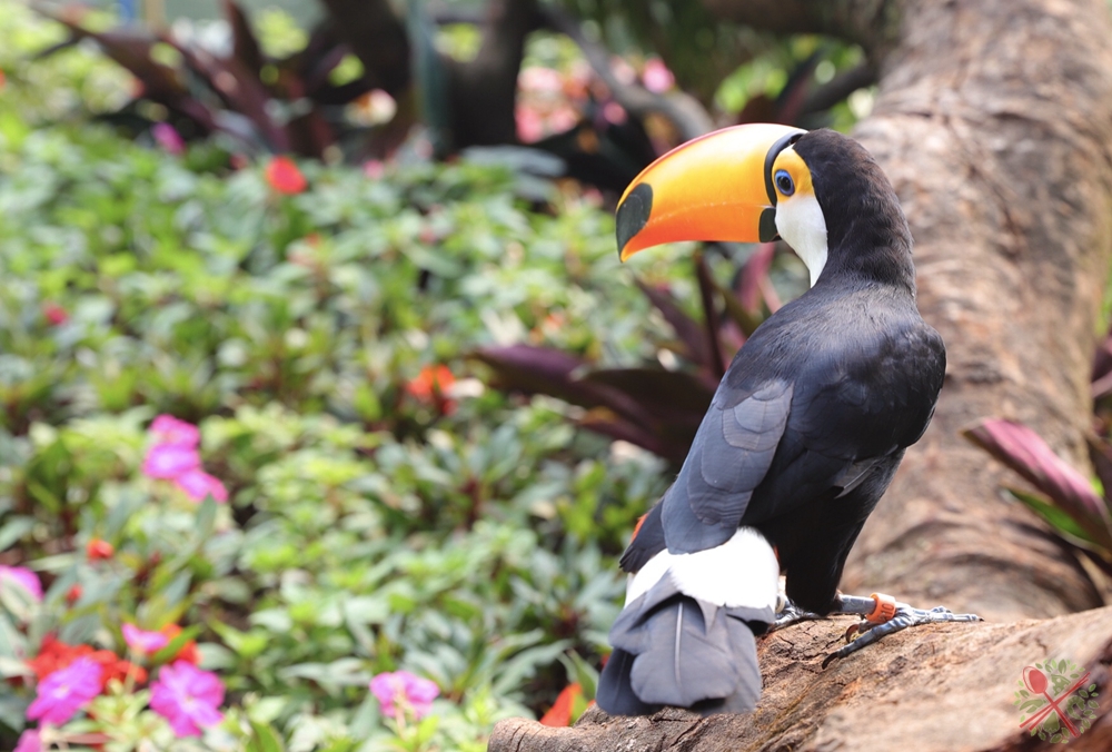 广州长隆四个乐园攻略,国庆长隆二日游