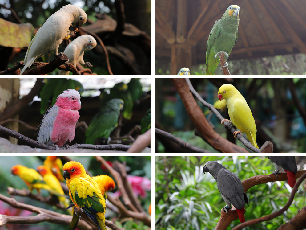 广州长隆四个乐园攻略,国庆长隆二日游