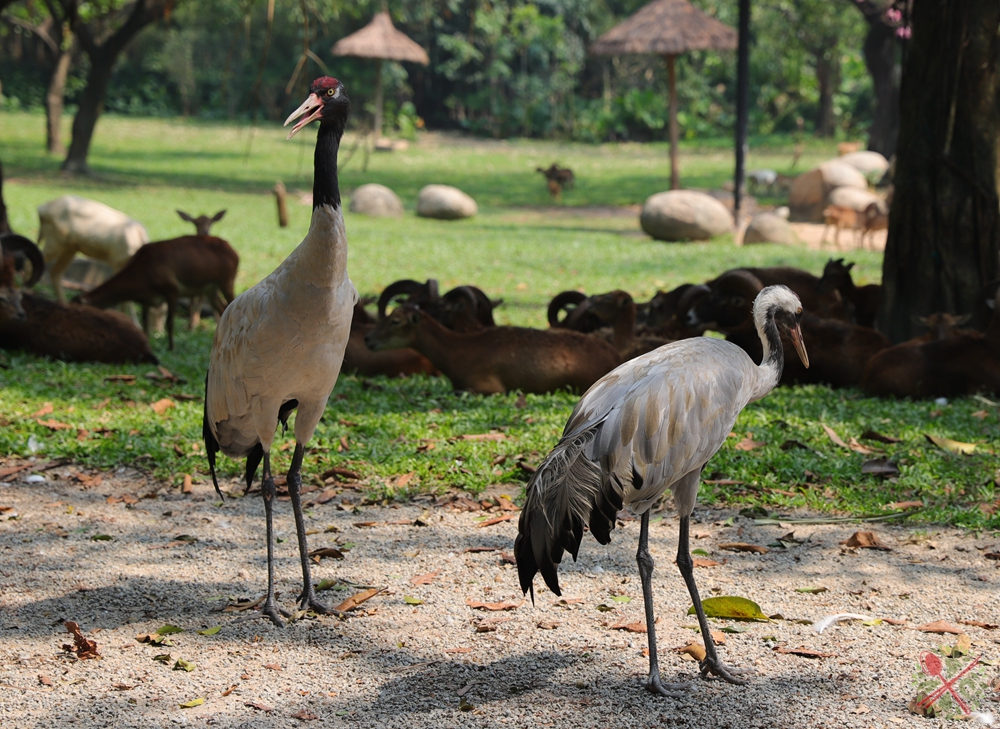 广州长隆四个乐园攻略,国庆长隆二日游