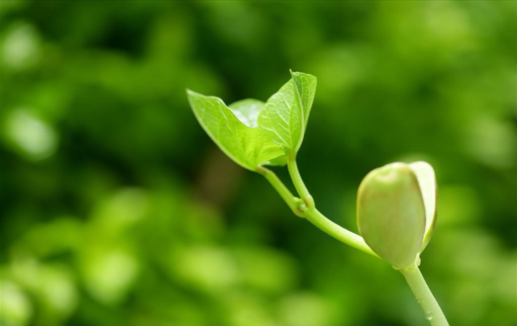 鐢ㄨ嫳璇璞嗗瓙,鐢ㄨ嫳鏂囧憡璇変綘