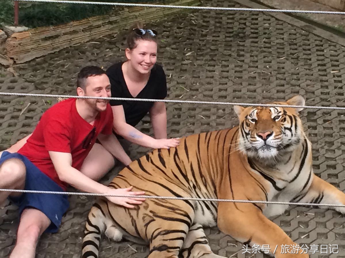 网友在泰国和老虎合影经历,泰国可以和老虎拍照的地方