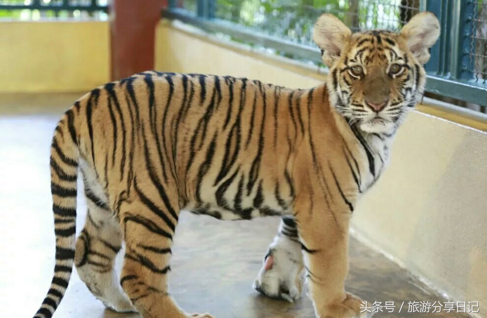 网友在泰国和老虎合影经历,泰国可以和老虎拍照的地方