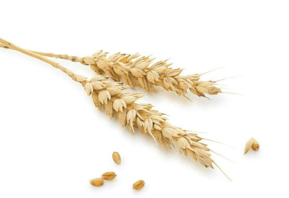 用麦子来钓鱼,效果不逊于“素饵之王”