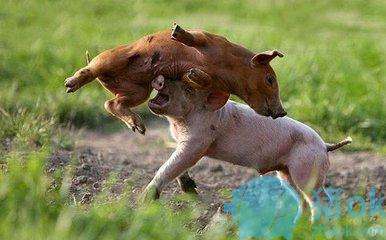 母猪奶水问题的5大解决措施