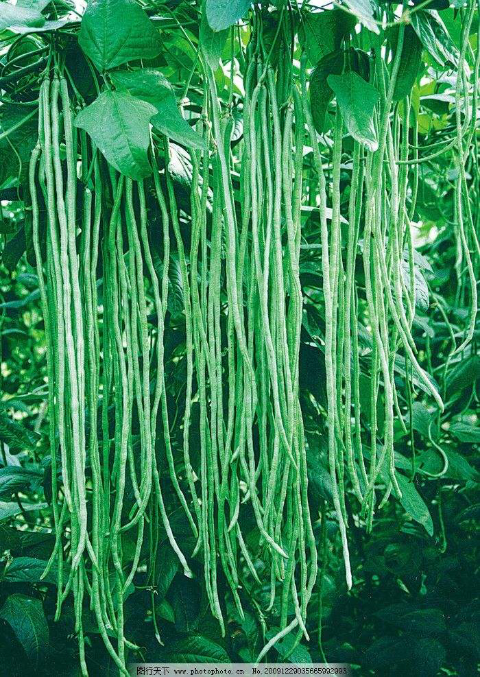 豇豆是中药材吗,豇豆中药