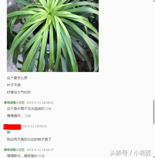 龙血树叶子发黄根系不发达,龙血树叶子发黄能用营养液吗
