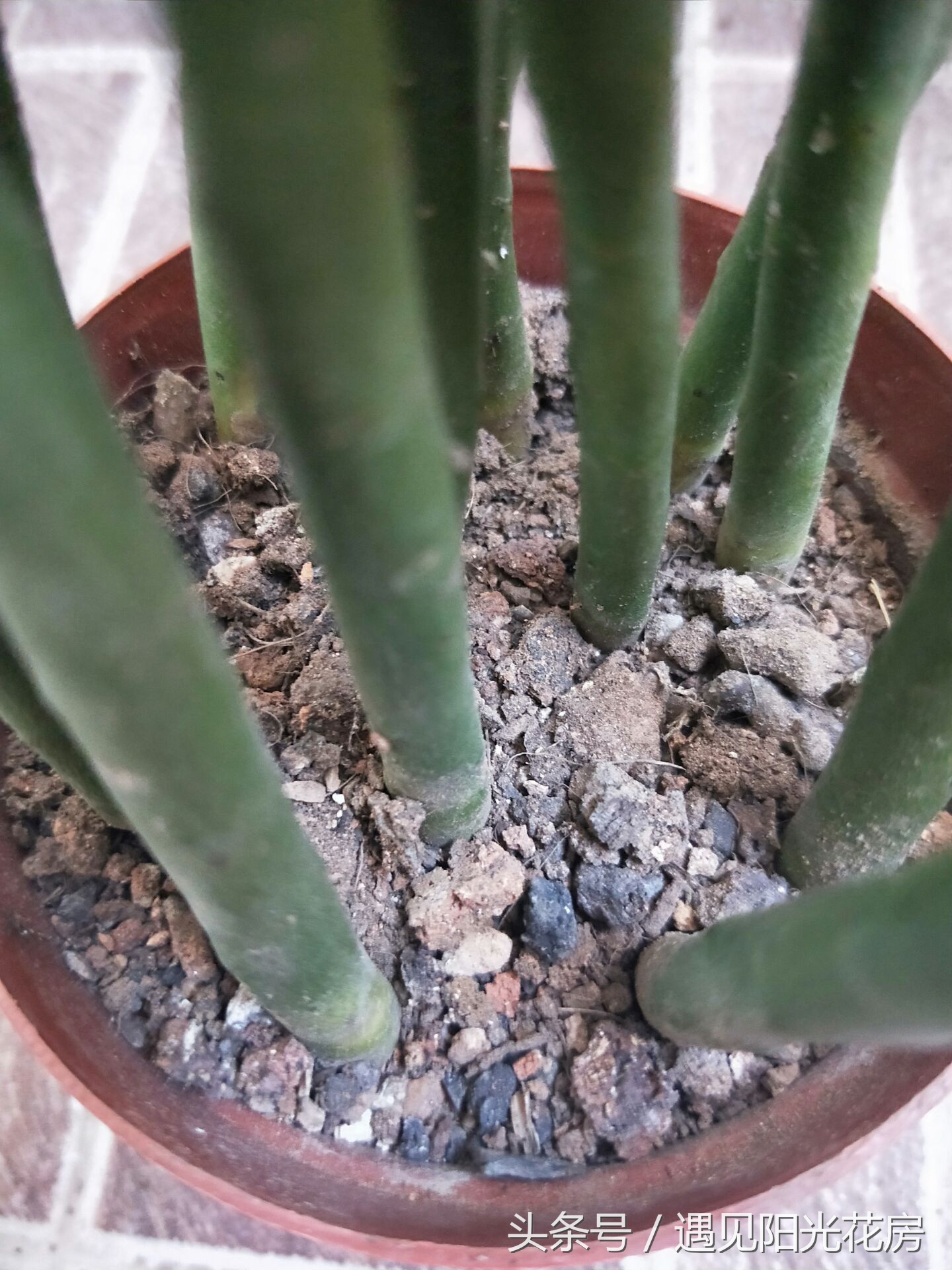 光棍树从根部枯萎发黑如何救,光棍树怎么栽才能活