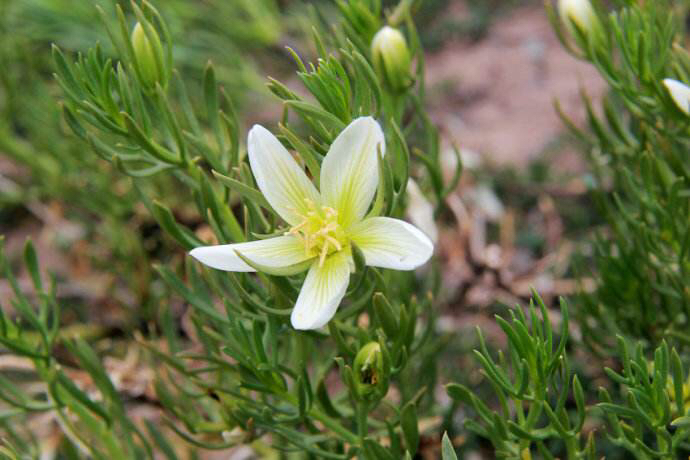 中药材骆驼蓬配方,骆驼蓬科介绍