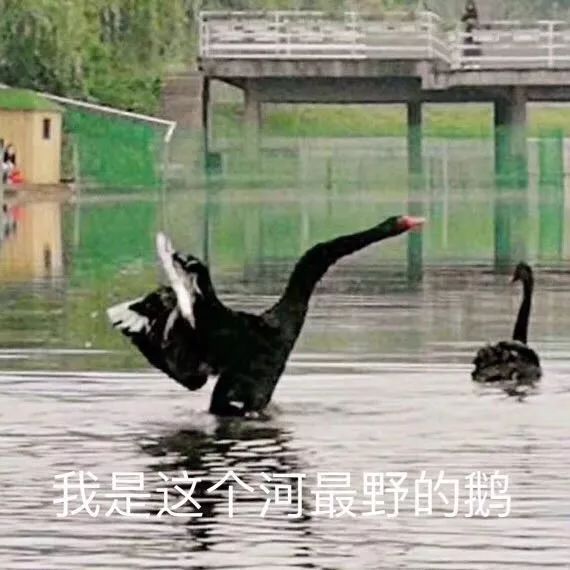 什么？师大的小动物过节了？（内含惊喜）