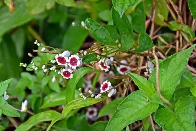 *江阳**人平时煲汤用的草药根，全都是宝贝！