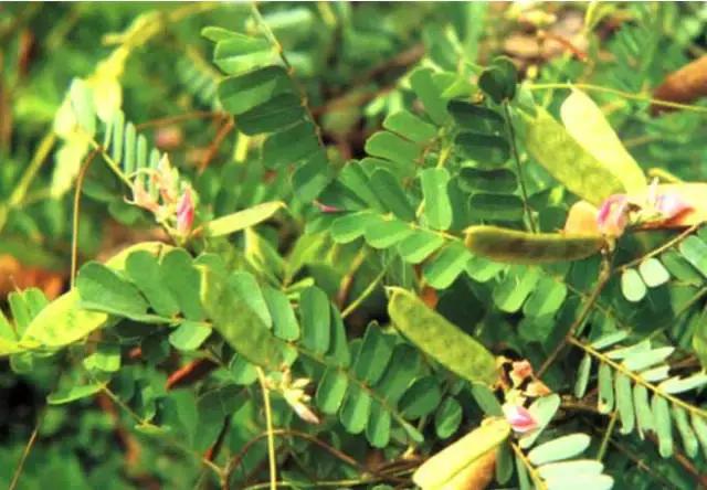 *江阳**人平时煲汤用的草药根，全都是宝贝！