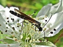 茎蜂的百科介绍,膜翅目茎蜂科分布区域