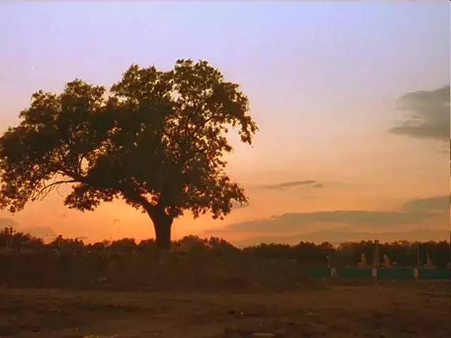 陈凯歌电影为啥只有霸王别姬,陈凯歌电影10大经典霸王别姬