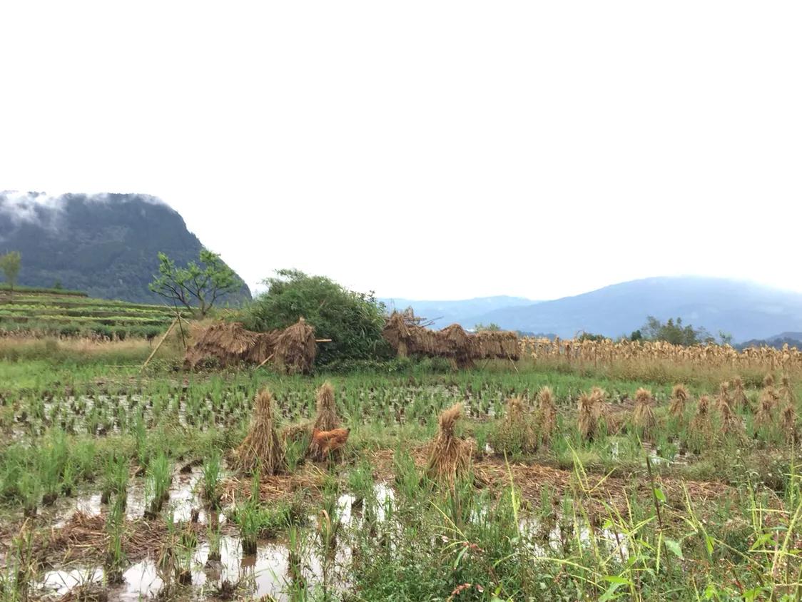 发现洪雅明代张可述《榛子寺碑记》
