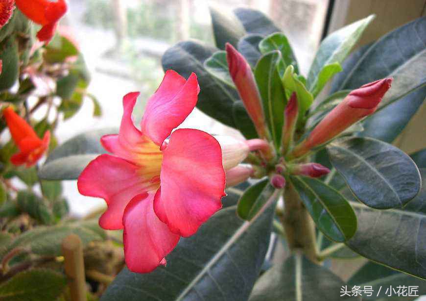 沙漠玫瑰有腐烂现象怎么办,沙漠玫瑰怎么养护不生虫