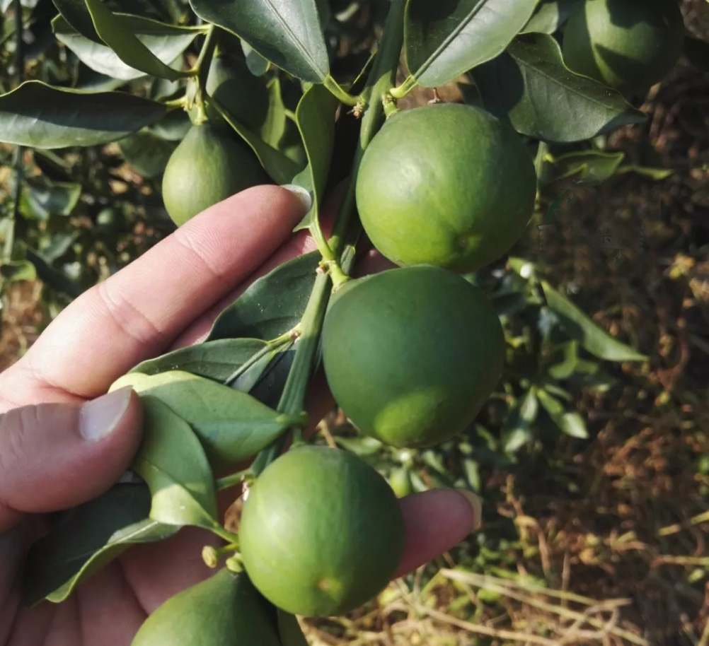 广西柳州融安脆蜜金柑,广西融安当季新鲜脆蜜金柑