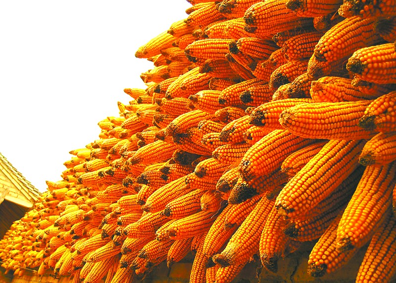 这个十月玉米价格会涨还是跌?国庆佳节未过完市场或已给出答案