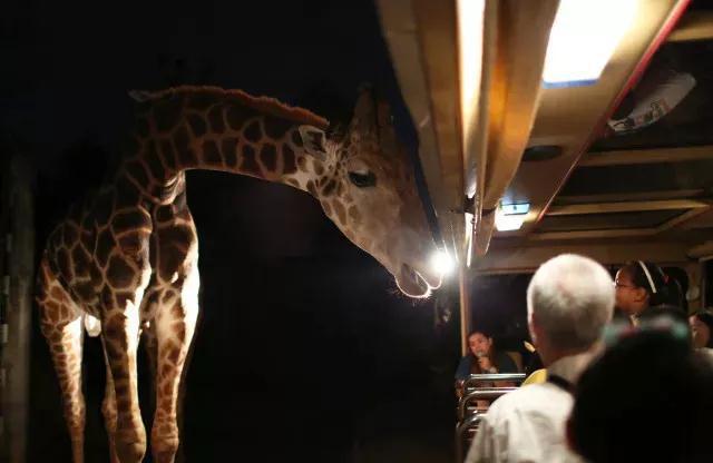 夜间动物园新加坡,新加坡夜间动物园有表演吗