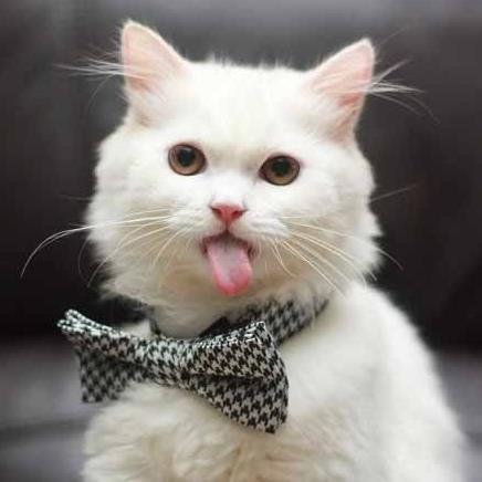 养猫之前必须知道的几件事,分享养猫前你需要知道的一些利弊