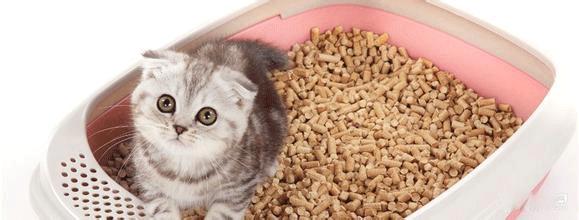 养猫之前必须知道的几件事,分享养猫前你需要知道的一些利弊