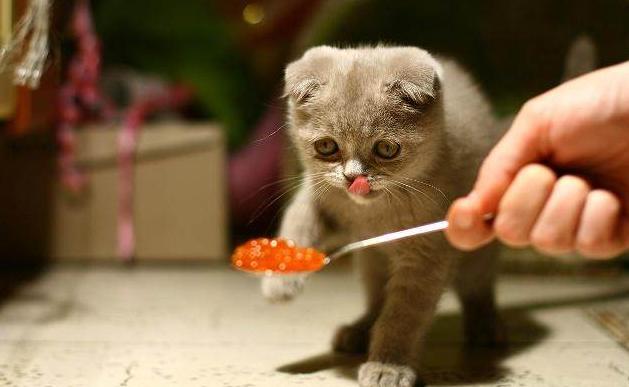 养猫之前必须知道的几件事,分享养猫前你需要知道的一些利弊