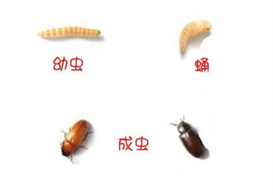 中药材洋松,洋虫中药材有哪些