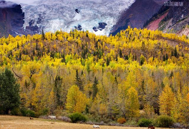 中国最美高速拉林公路,拉林高速为什么不收费