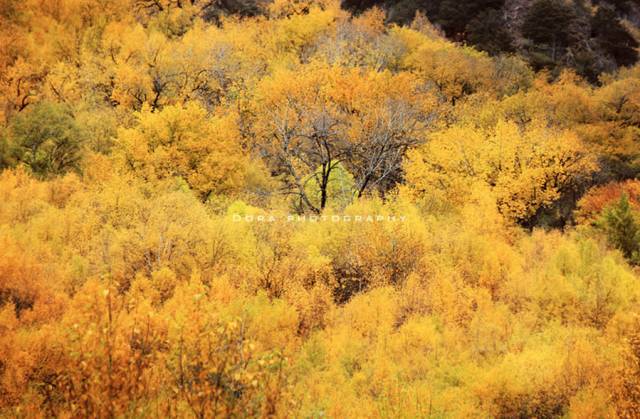 中国最美高速拉林公路,拉林高速为什么不收费