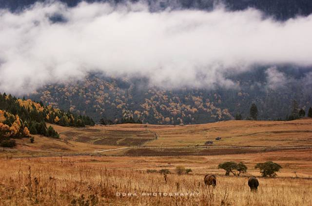 中国最美高速拉林公路,拉林高速为什么不收费