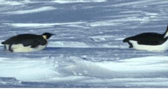 绝美南极,南极冰川美景企鹅