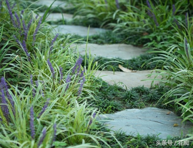 麦冬植物花卉,麦冬叶子像兰花