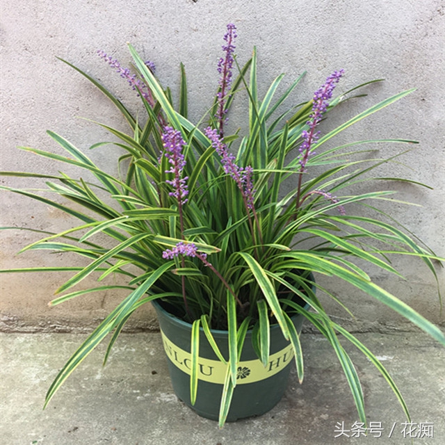 麦冬植物花卉,麦冬叶子像兰花