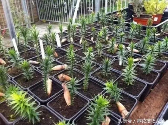 养不死的客厅大绿植南洋杉,请问植物南洋杉怎么养