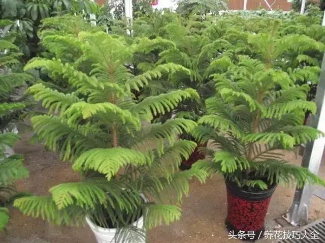 养不死的客厅大绿植南洋杉,请问植物南洋杉怎么养
