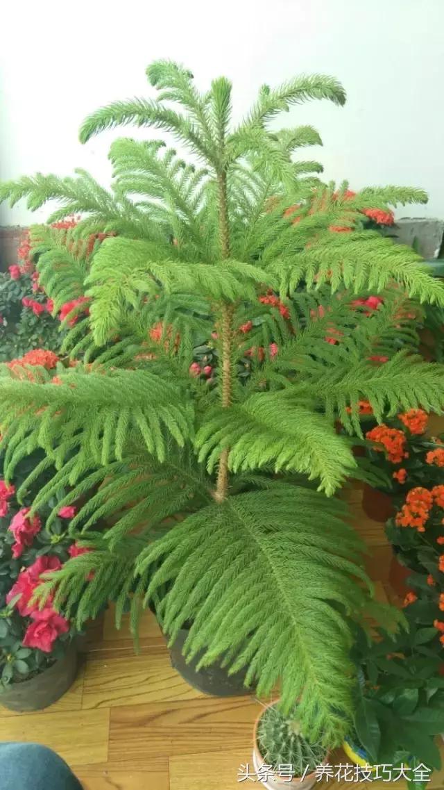 养不死的客厅大绿植南洋杉,请问植物南洋杉怎么养