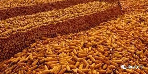 玉米存放一定要防霉变，卖好价这是关键！