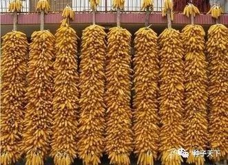 玉米存放一定要防霉变，卖好价这是关键！