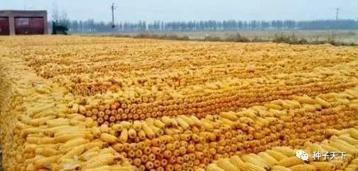 玉米存放一定要防霉变，卖好价这是关键！