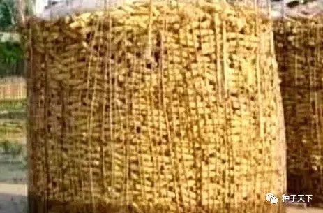 玉米存放一定要防霉变，卖好价这是关键！