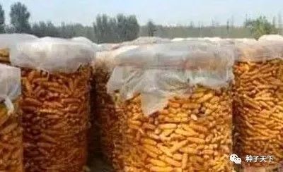 玉米存放一定要防霉变，卖好价这是关键！