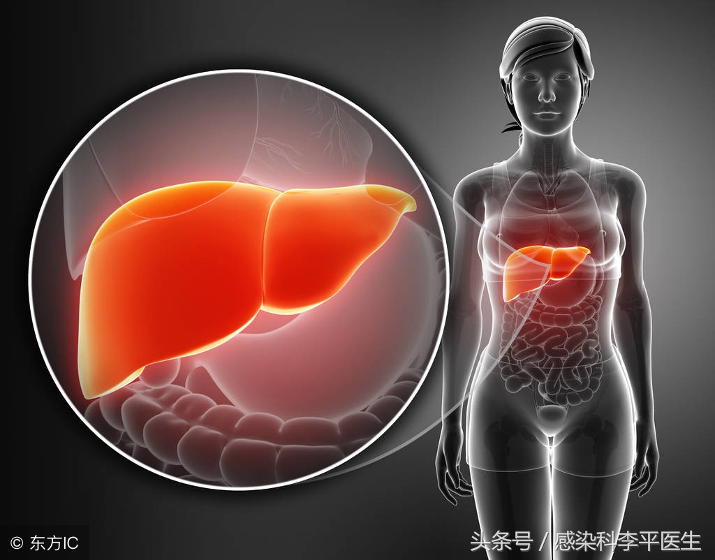 肝脏不好护肝中药,保护肝脏从合理用药开始